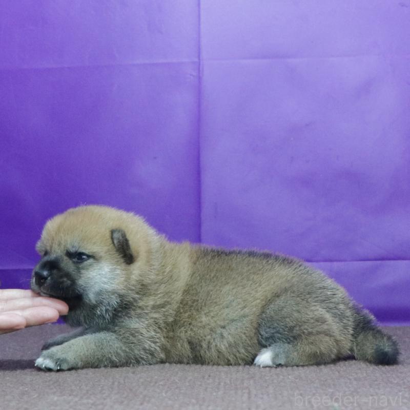 販売中の愛知県の柴犬-412183の2枚目